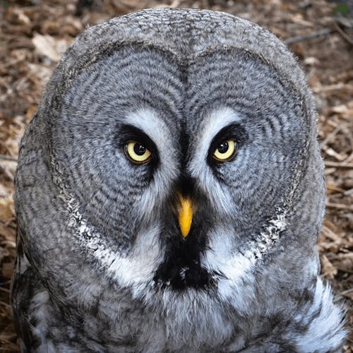 Great grey owl (Strix nebulosa)